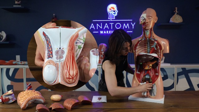 Axis Scientific Deluxe Dual-Sex Human Torso Anatomy Model